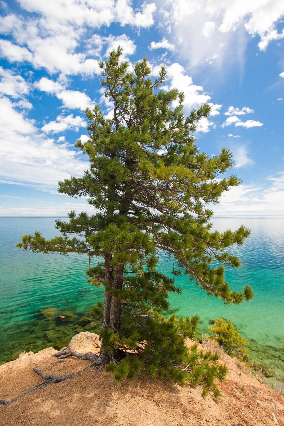 Сибирский кедр на Байкале