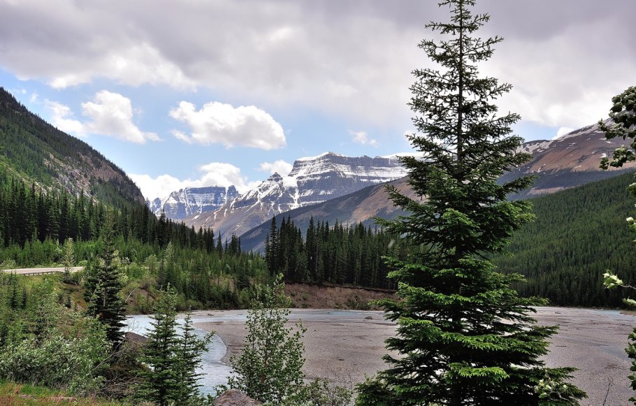 Лес океан столбики Аляска