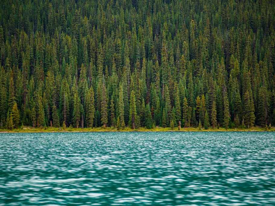 Хвойный лес Норвегии