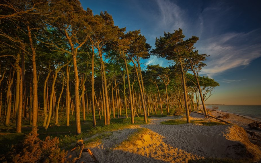 Сосна в горах