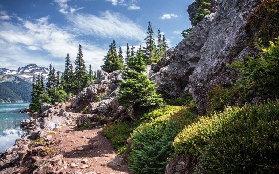 Прасковеевка сосна Пиния
