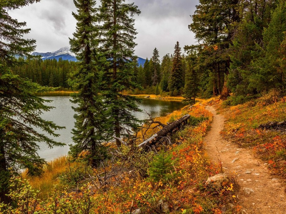 Хвойный лес река