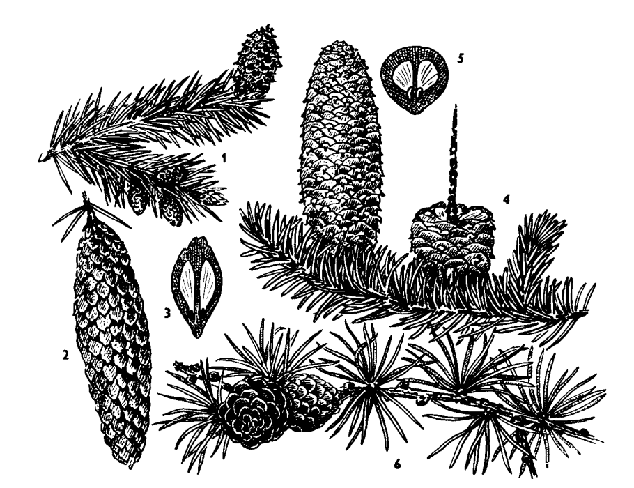 Царство растений отделы классы схема