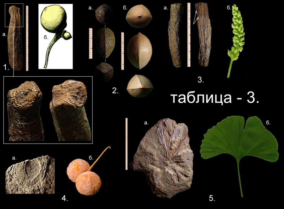 Гинкго двулопастный лист