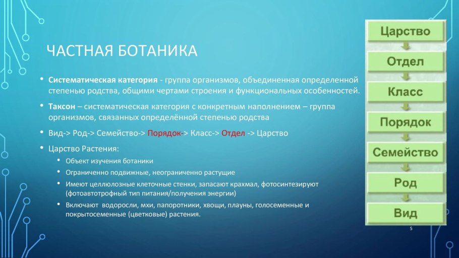 Пихта Фразера / Аbies fraseri