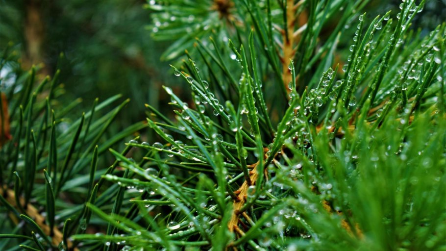 Размножение голосеменных растений сосны