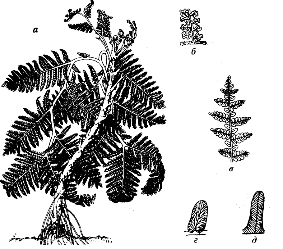 Ель, сосна, лиственница, кедр, пихта шишки