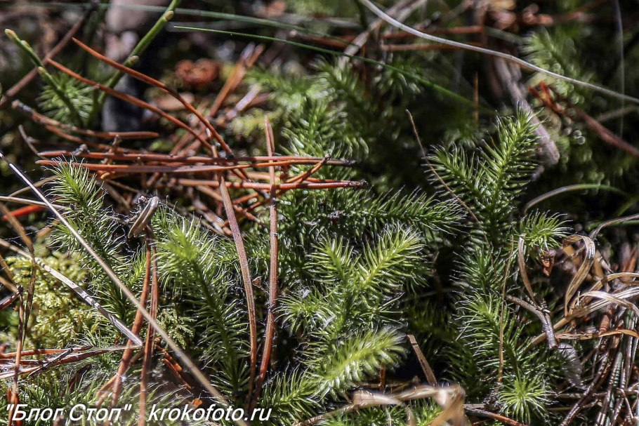 Хвойник макро