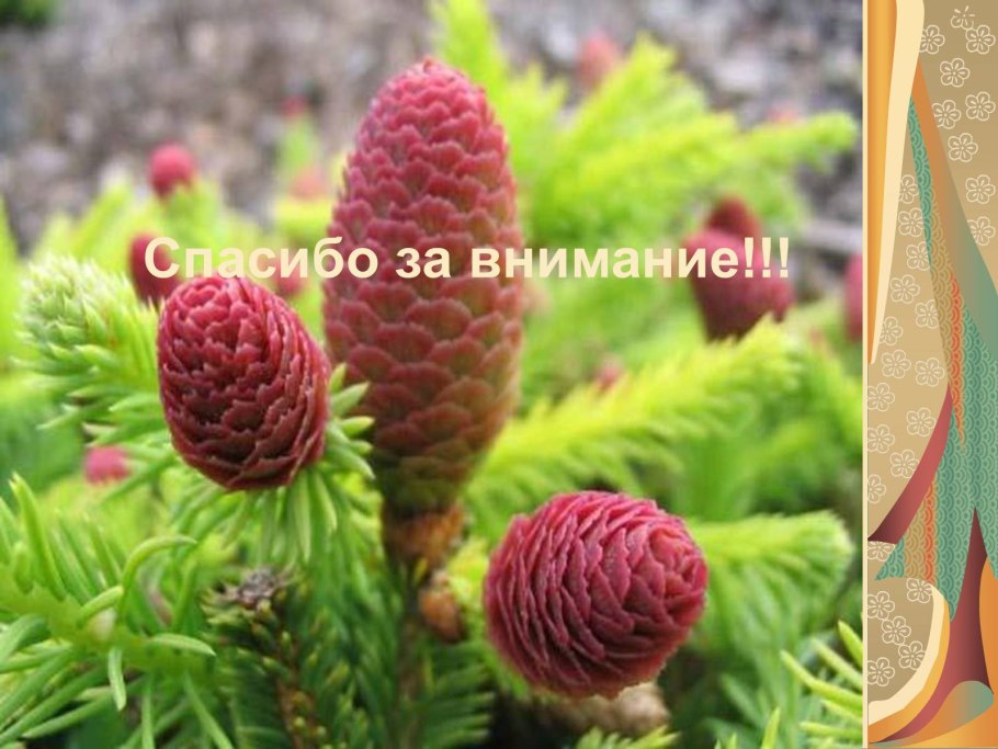 Самые распространенные растения в России