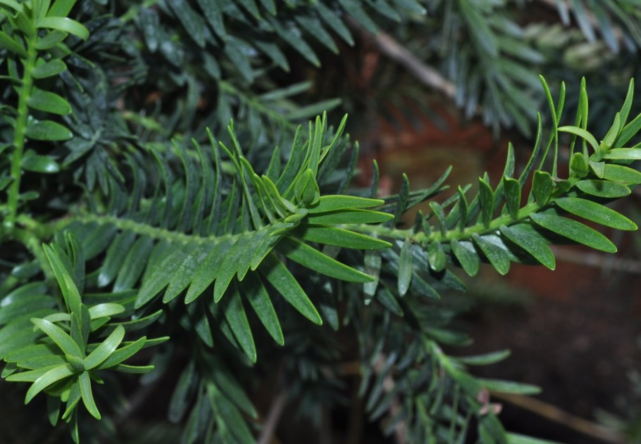 Cephalotaxus harringtonia