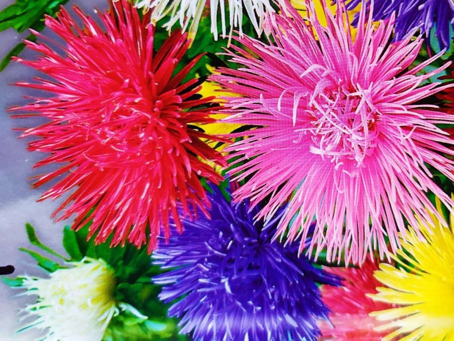 Астра звезда