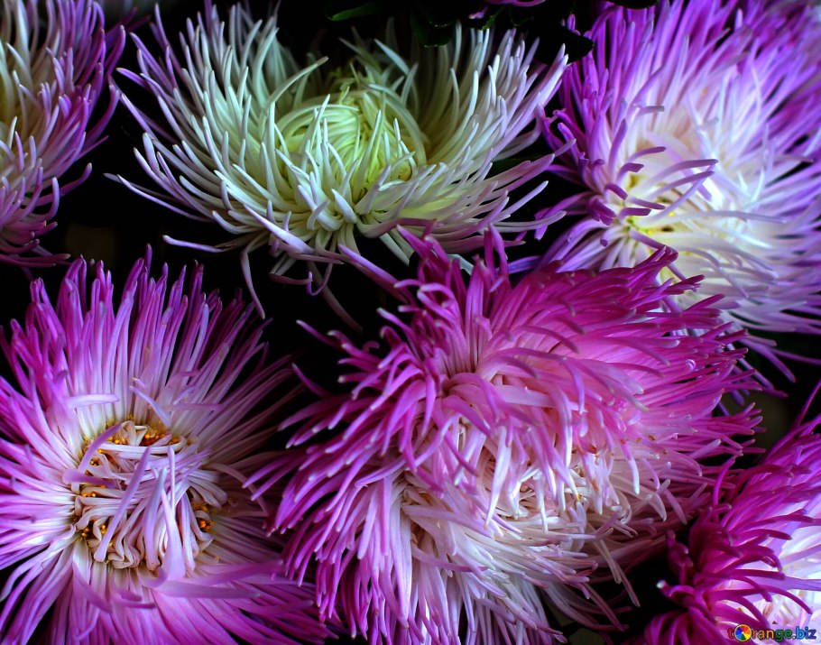 Растение Астра Звездная