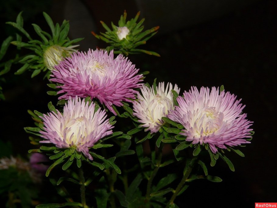 Астра звезда Альтаир