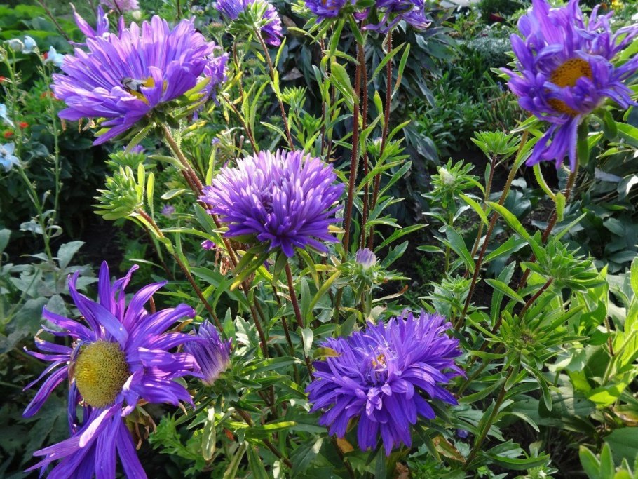 Флокс друммонда Звездный