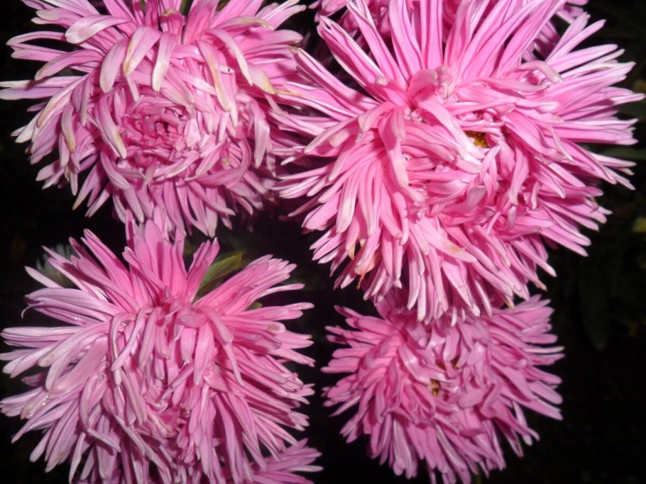 Астра Звездная россыпь