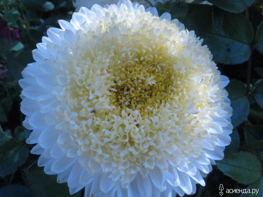 Астра Звездная смесь