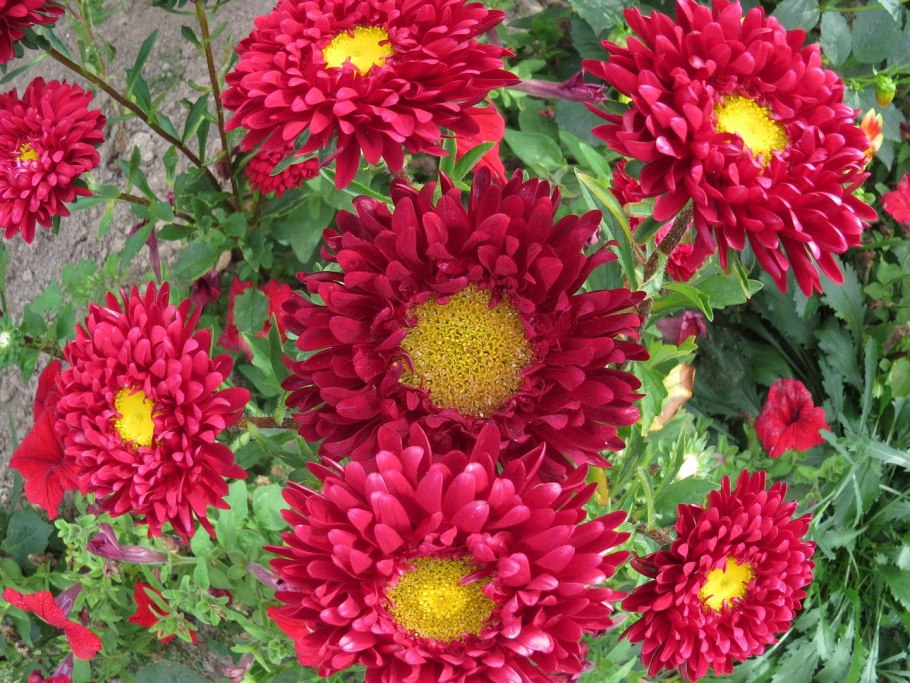 Астра звезды Тейзы