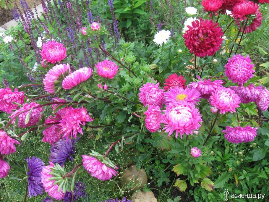 Растение Астра Звездная