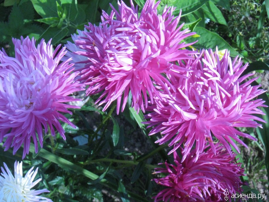 Астра Звездная пыль