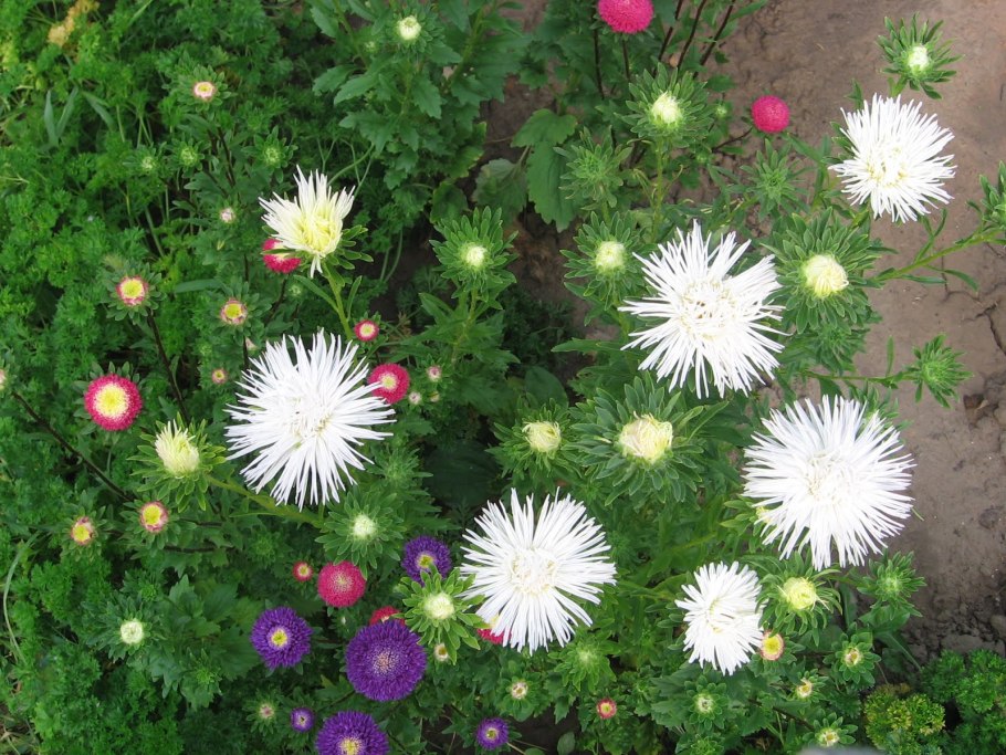 Астра Александрия фиолетовая