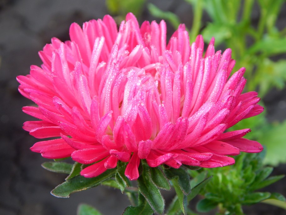 Астра Фламир розовая