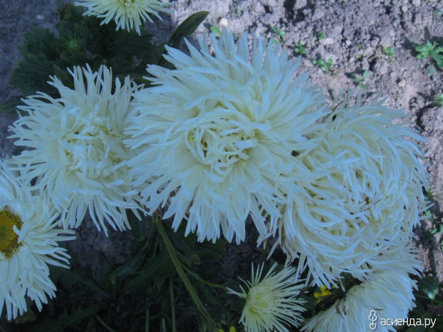 Астра коготковая Бирма