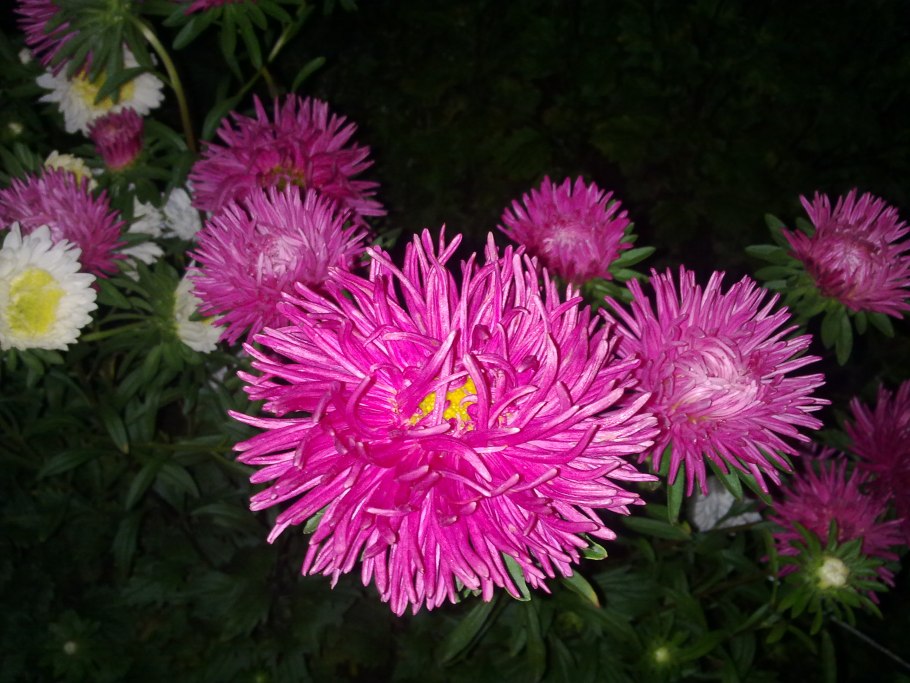 Астра Вартбургская звезда