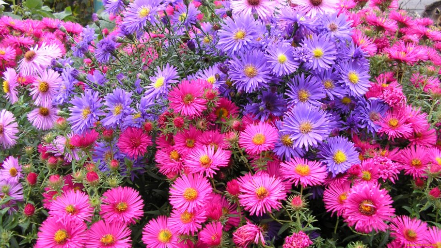 Астра кустарниковая Aster dumosus