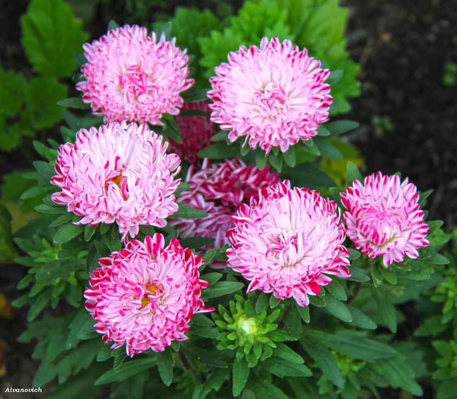 Хризантема спринг