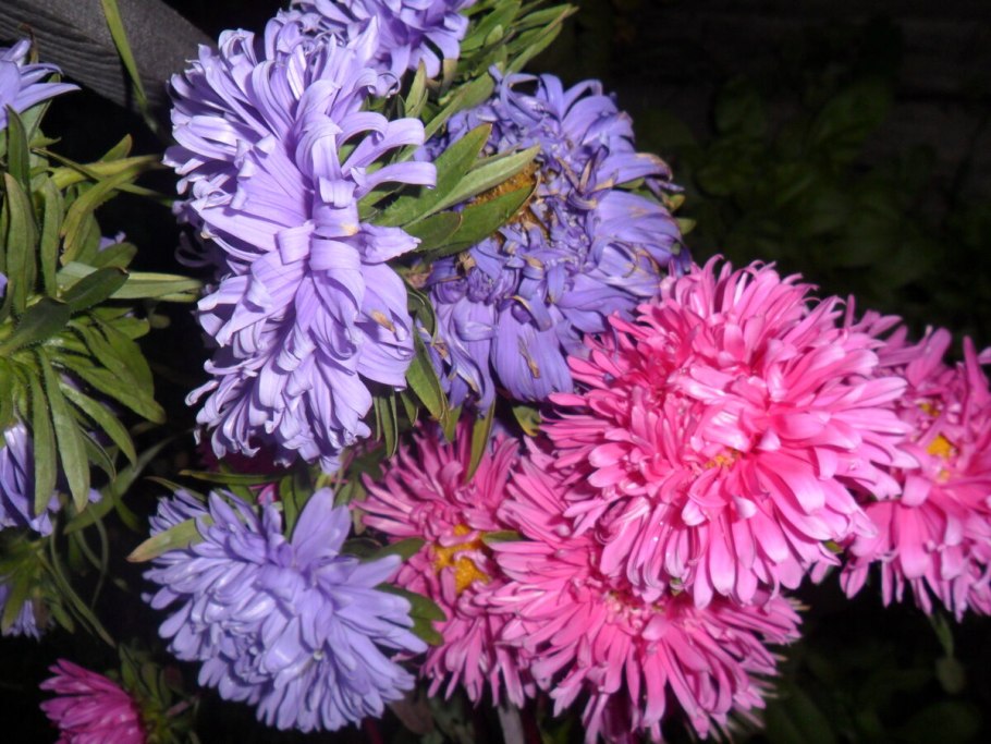 Астра пампушка сливочная