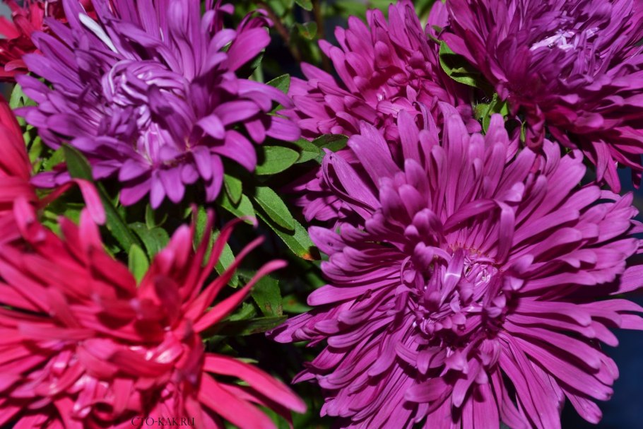 Астры астры звезды звезды