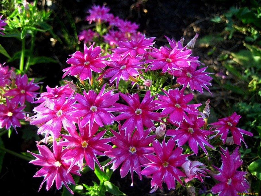 Астра игольчатая Уникум