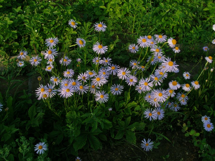 Астра игольчатая многолетняя