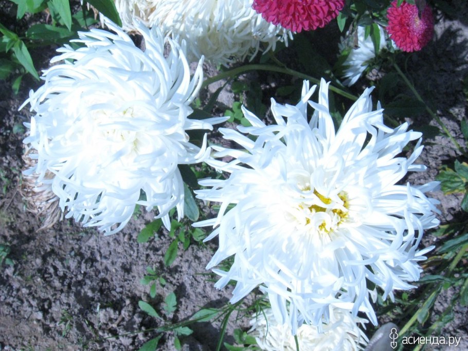 Цветы Астра черный бриллиант (50шт)