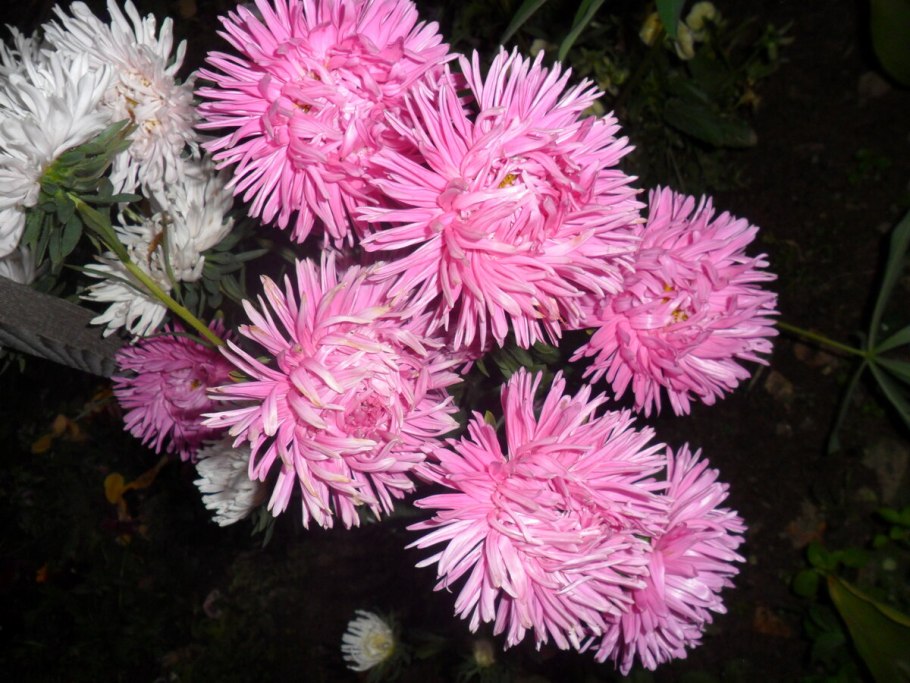 Астра коготковая белая