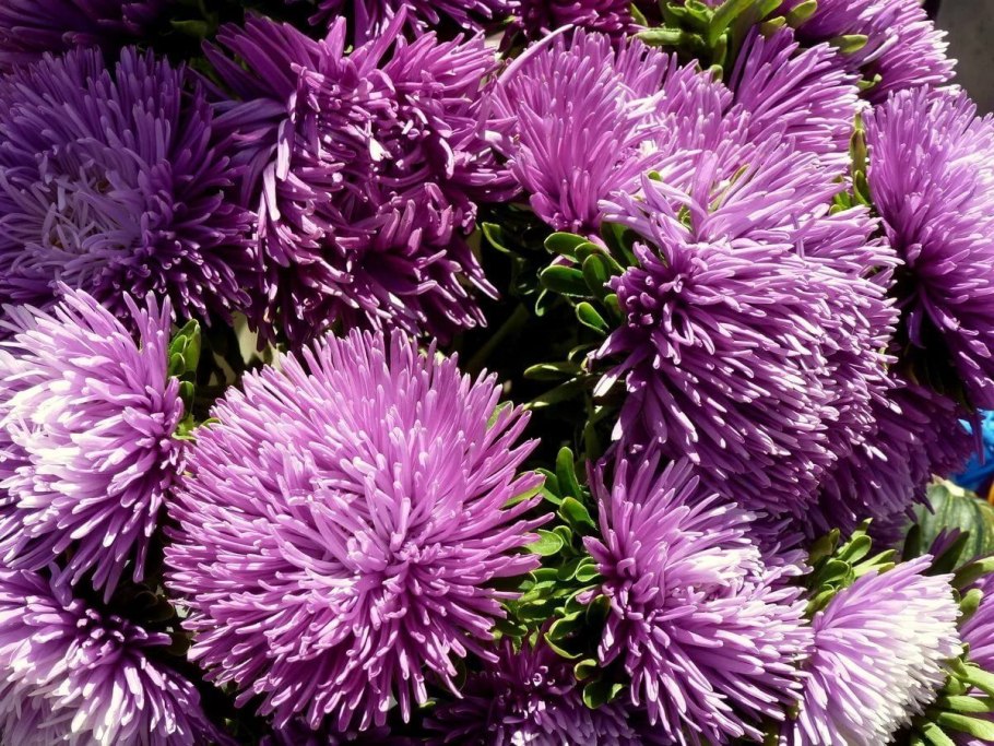 Астра звезда