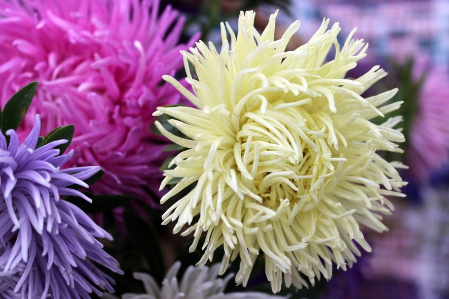 Астра Страусово перо