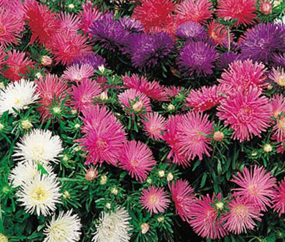 Астра игольчатая низкорослая