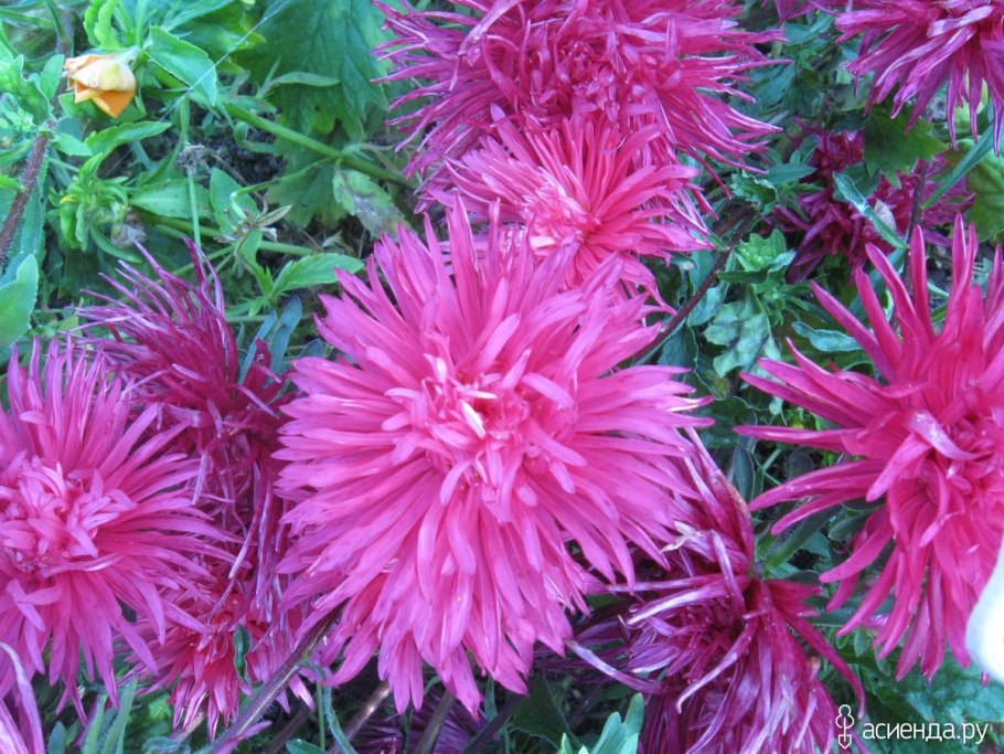 Астра коготковая Бирма