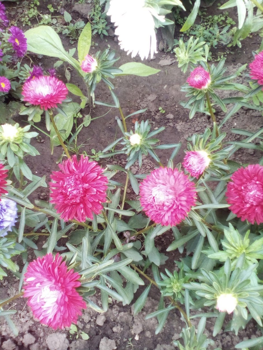 Астра Звездная россыпь,смесь ДЕМСИБ