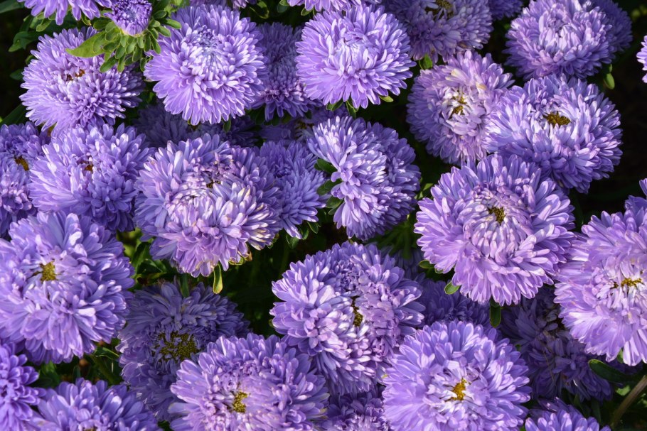 Астра Исланд многолетняя