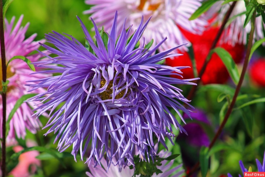 Астра звезда Полесья