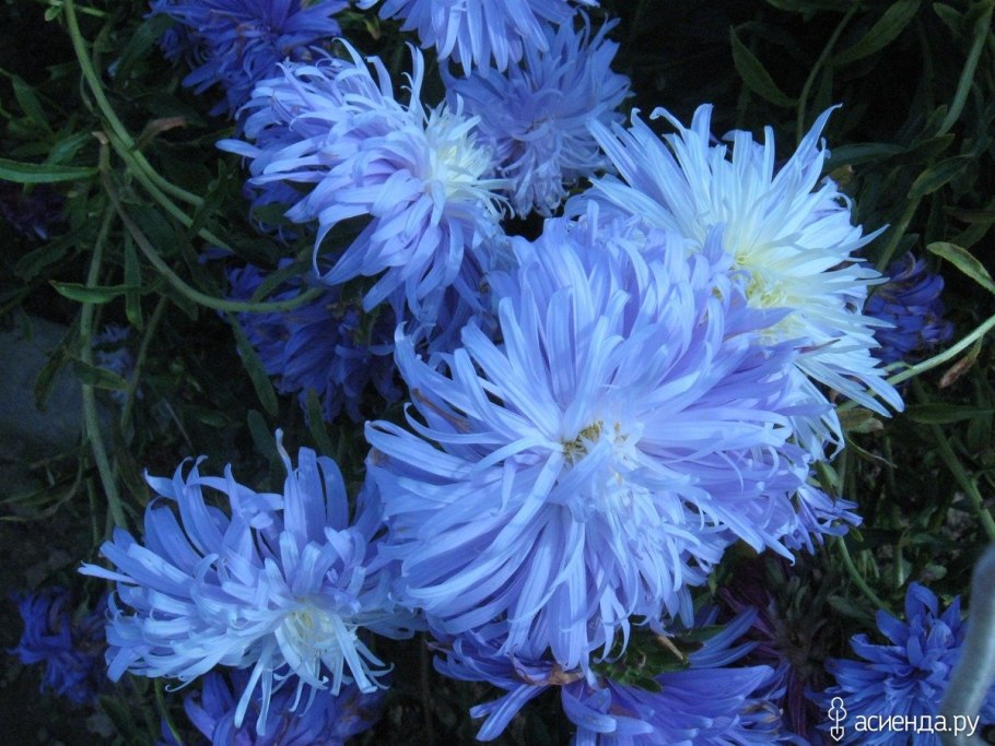 Астра фуэте