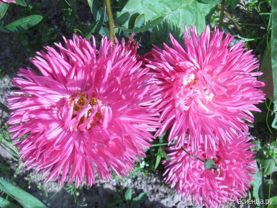 Астра камео