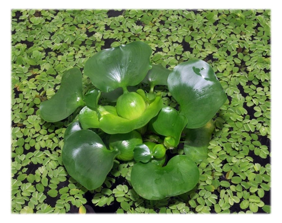Пистия (Pistia)