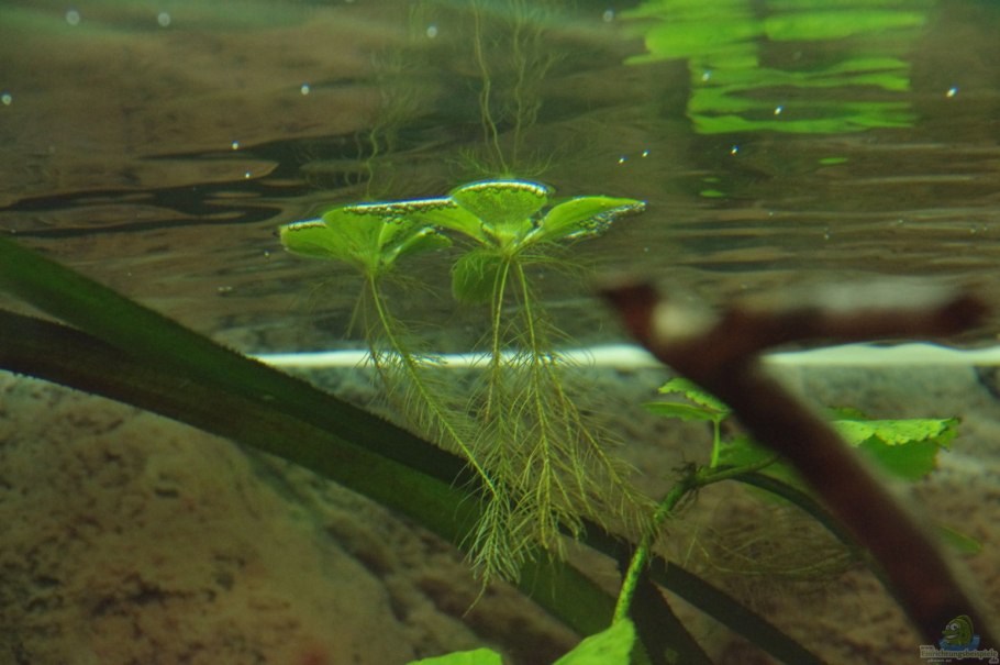 Пистия телорезовидная Pistia Stratiotes