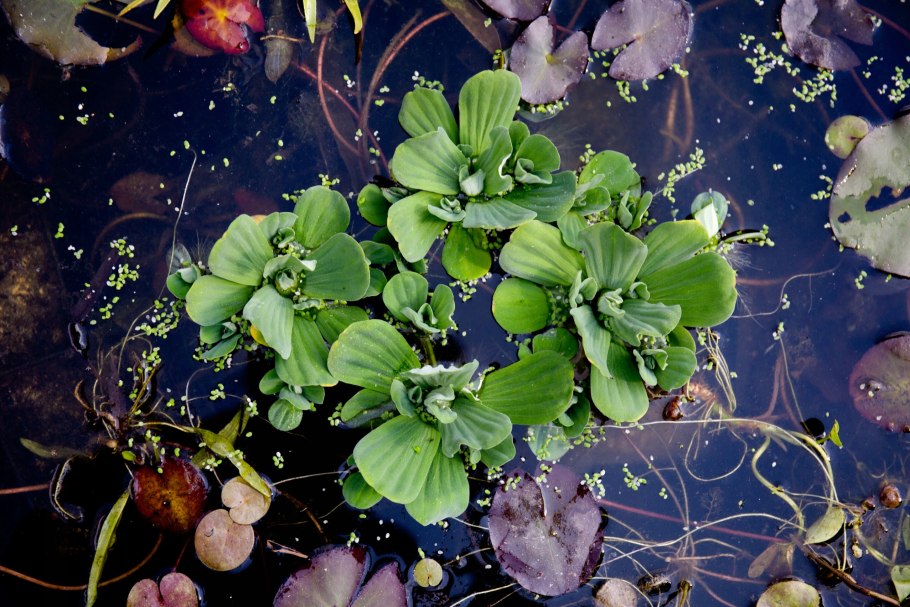 Пистия телорезовидная