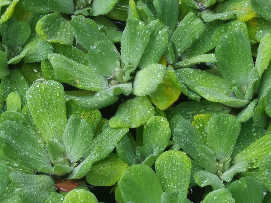 Цветение пистии в аквариуме