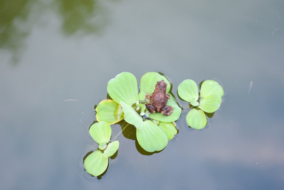 Пистия слоистая