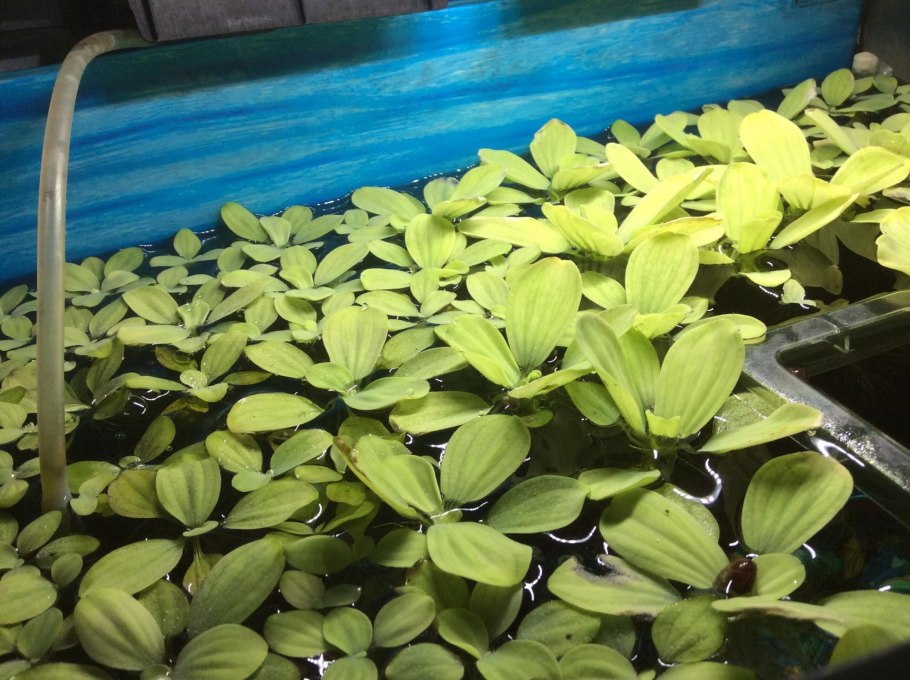 Пистия в грунте